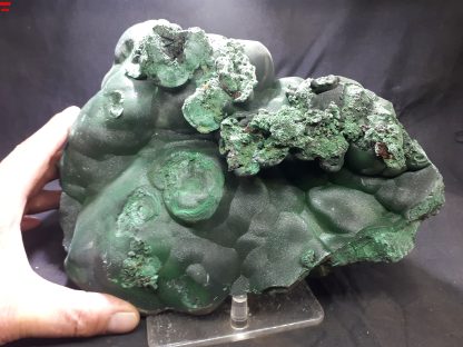 (LGM031) Large Botryoidal Malachite Mineral Specimen From Congo (Congrats on your TSI Josh Meyers)