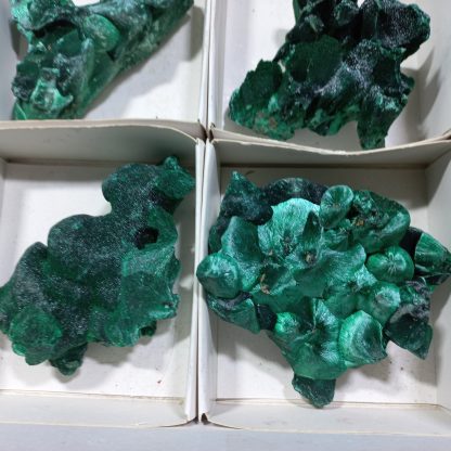 (WM04169) One Box Of 6 Silky Malachite Minerals Specimens From Congo Brandi Parks - Image 6