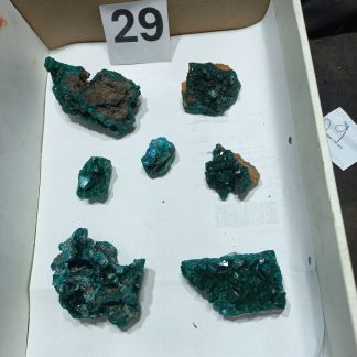 Dioptase Specimens 7 Piece BS 29 Cathleen Devillis