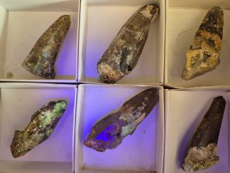 (WM05062) One Box Of 6 Smoky Dogtooth Crystals With Hyaline Opel From Erongo Namibia