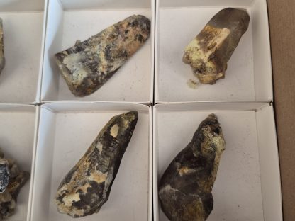 (WM05061) One Box Of 6 Smokey Dogtooth Crystals With Hyaline Opel From Erongo Namibia - Image 4