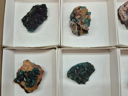 (WM05048) One Box Of 6 Dioptase Mineral Specimens From Congo - Image 3